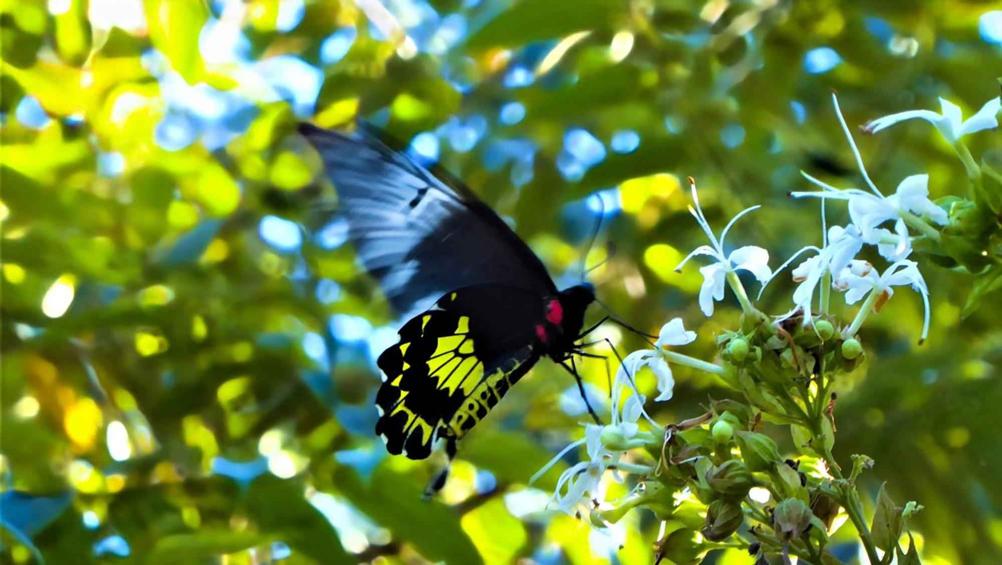 Pelawatta  Singharaja Garden Agro Eco Lodge מראה חיצוני תמונה
