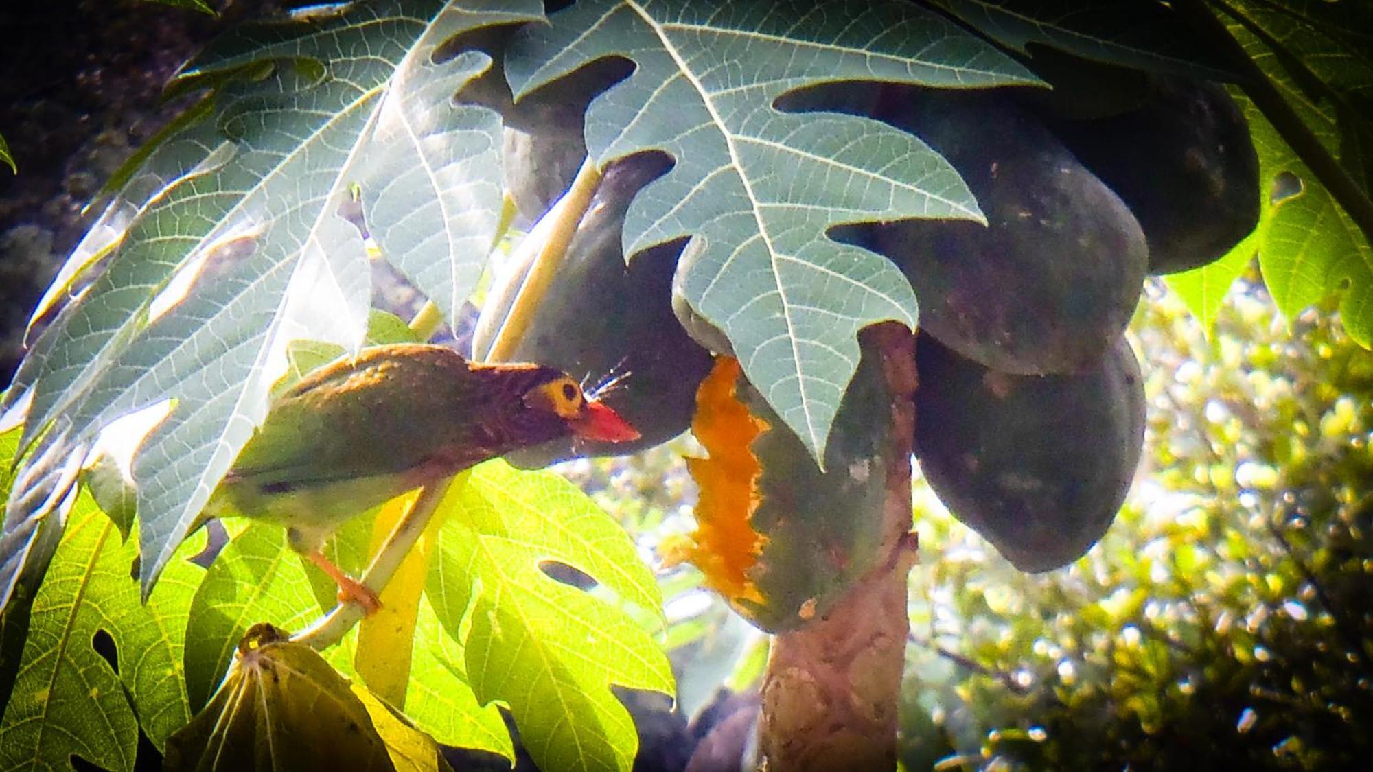 Pelawatta  Singharaja Garden Agro Eco Lodge מראה חיצוני תמונה